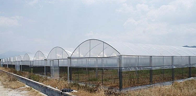 multi-span film greenhouse