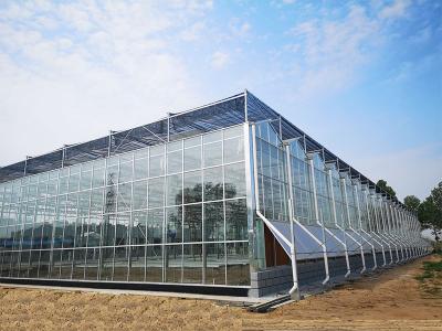  Vegetable cultivation glass greenhouse .